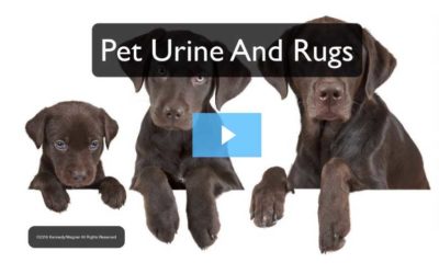 pet urine video thumbnail